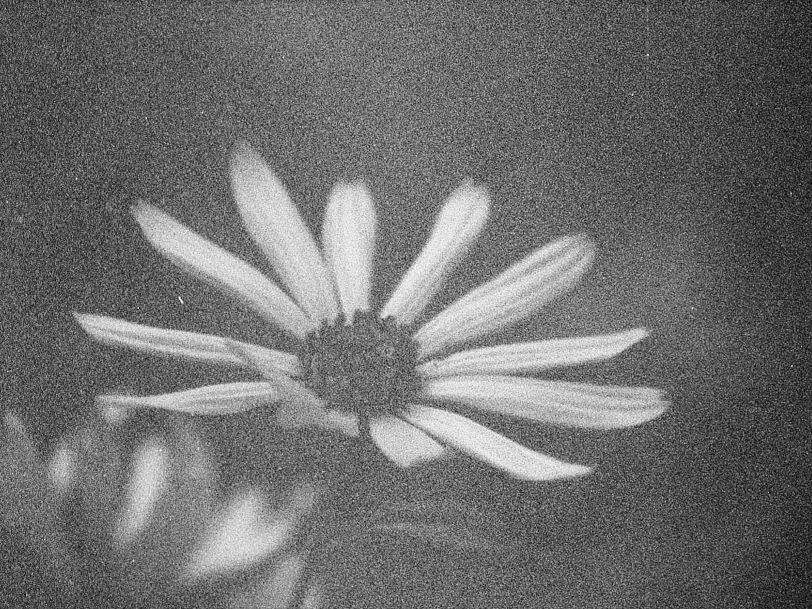 project Flowers for LH