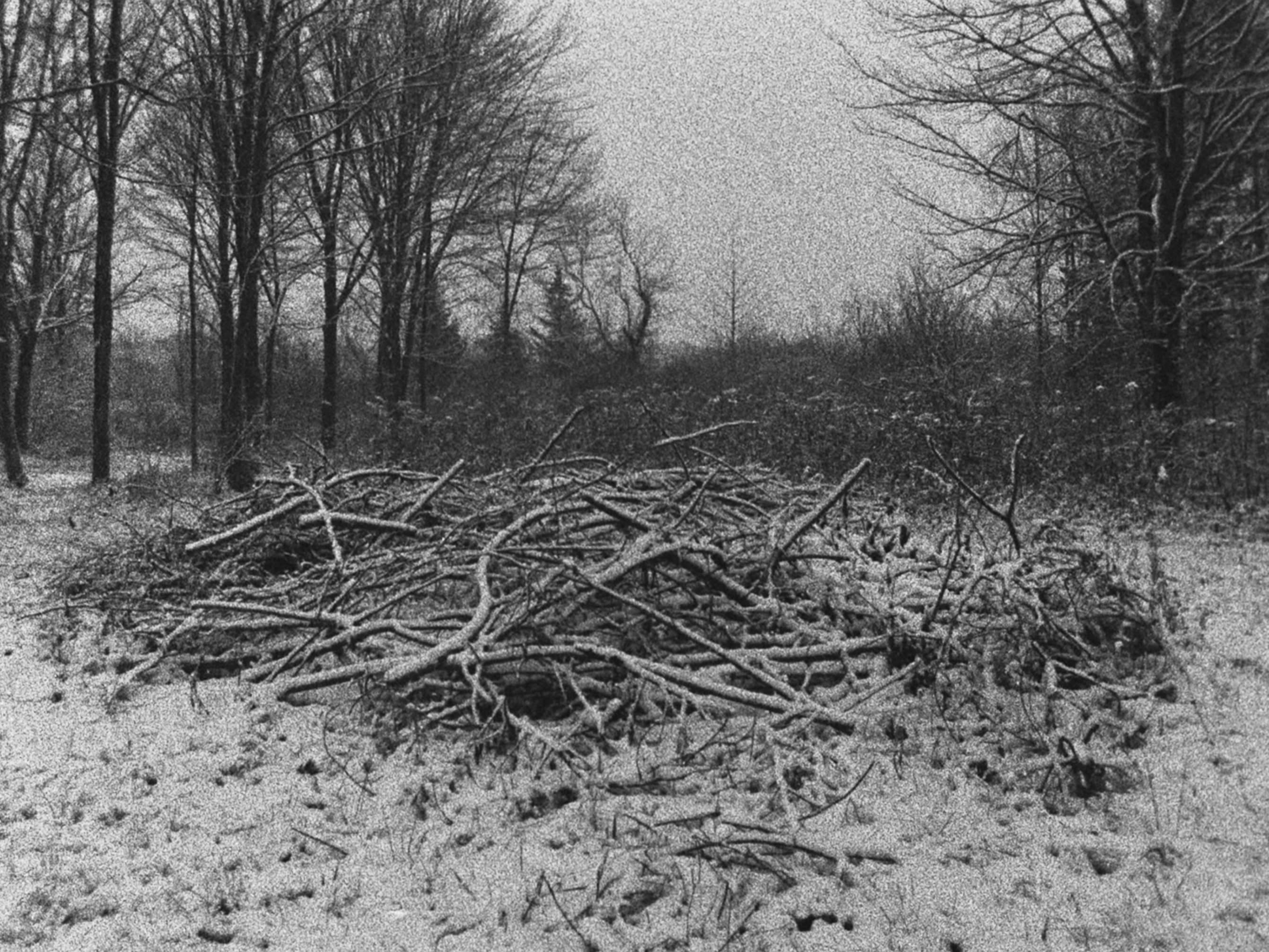 project Wille and Brewsie