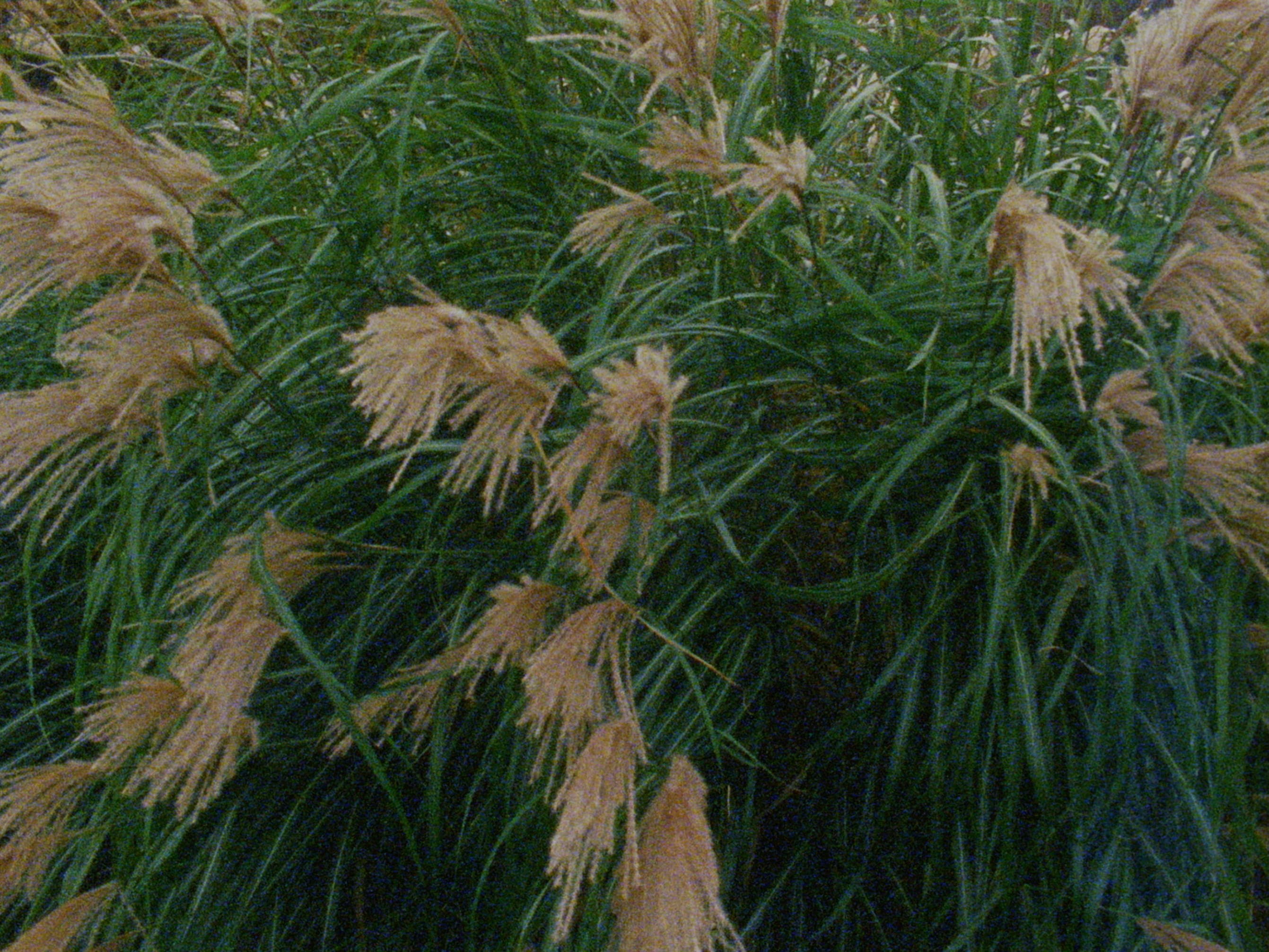 project Wille and Brewsie